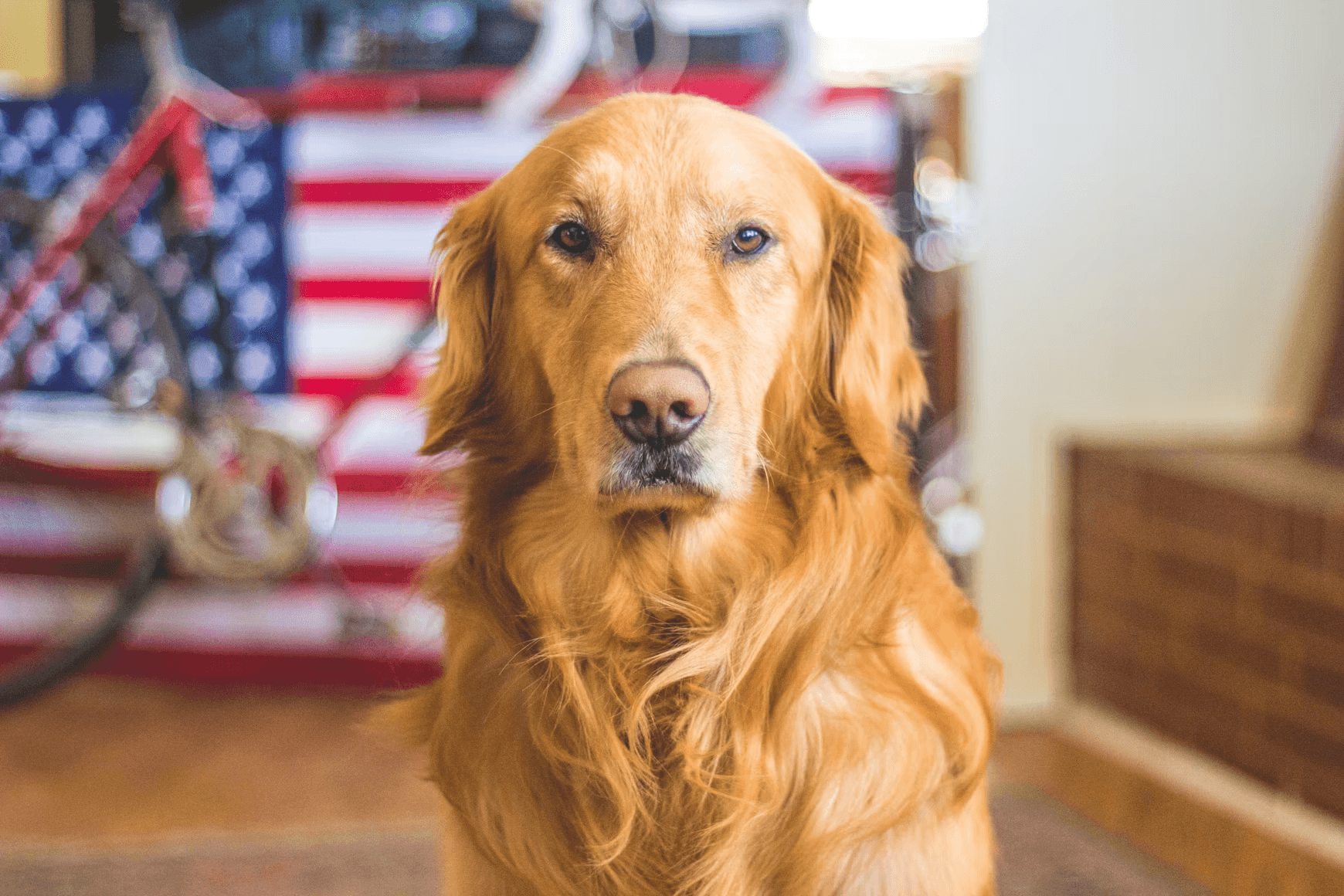 Nimbu, Golden Retriever