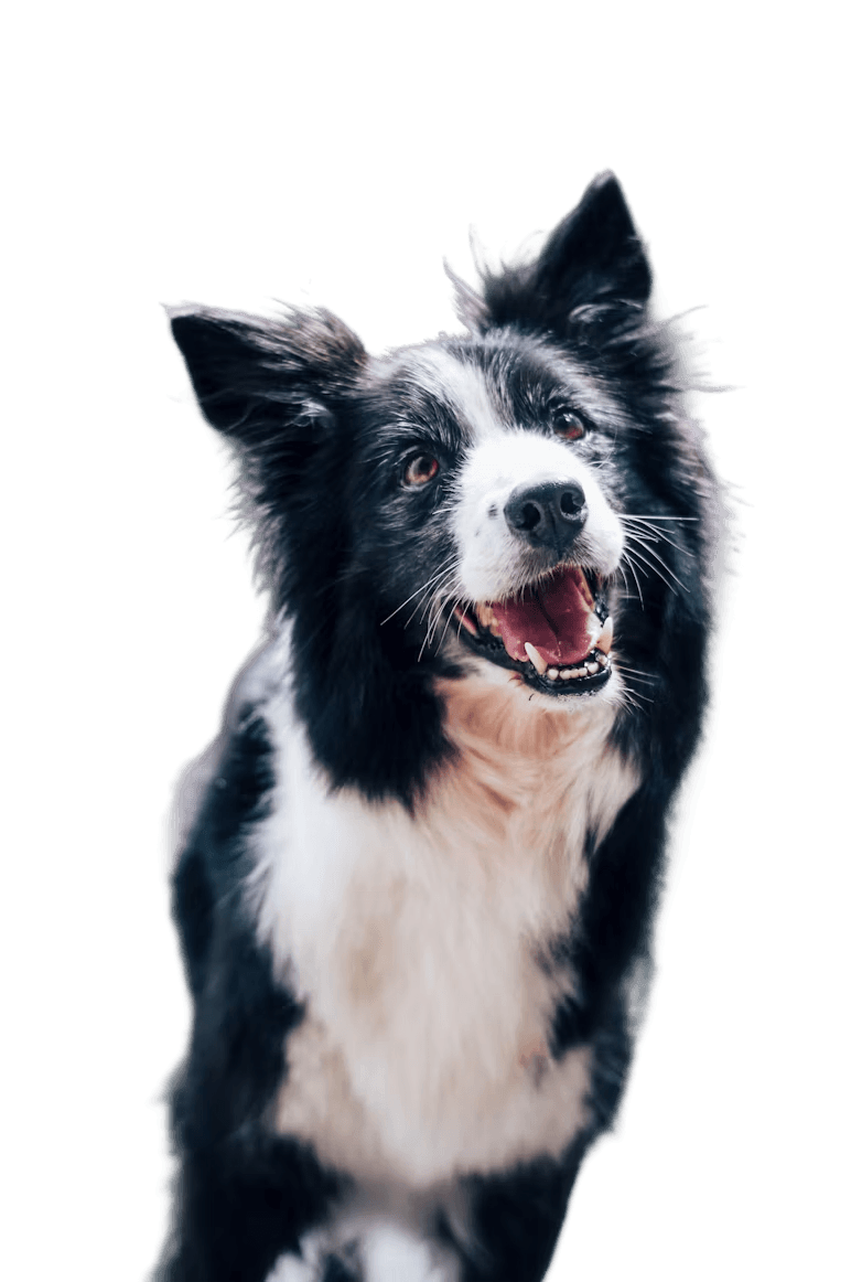 A Chewmandu customer's dog
