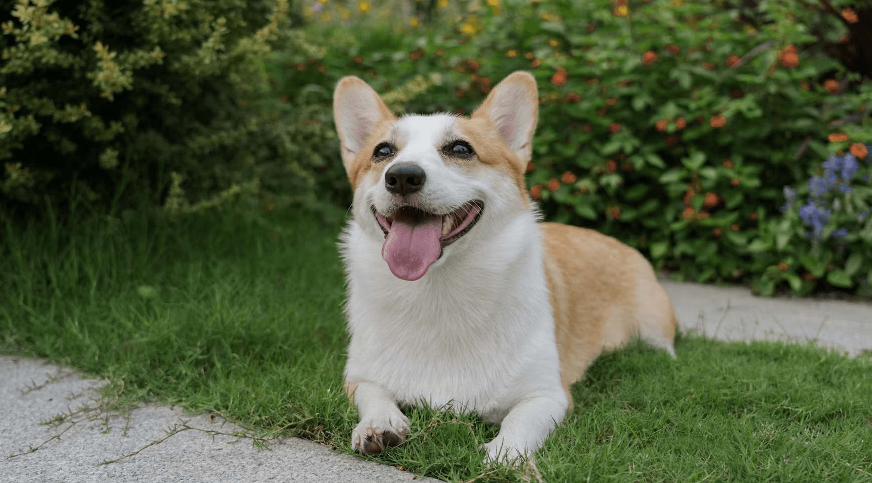 Happy corgi enjoying the garden, the inspiration behind Chewmandu yak cheese chews